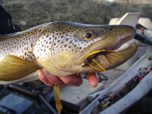 missouri-river-brown-trout (1)