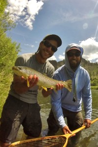 Brown Trout on Missouri River