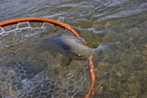 Brown Trout swimming out of net