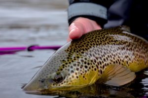 Brown Trout release
