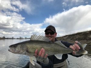 Missouri river walleye