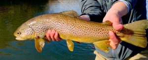 Missouri River Brown Trout