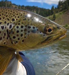 Missouri River brown trout