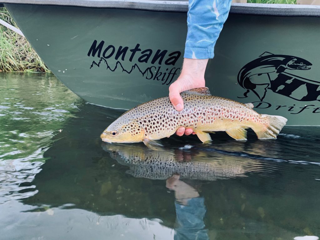 Brown Trout on dry flies