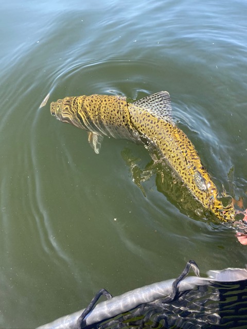 Missouri River Fly Fishing