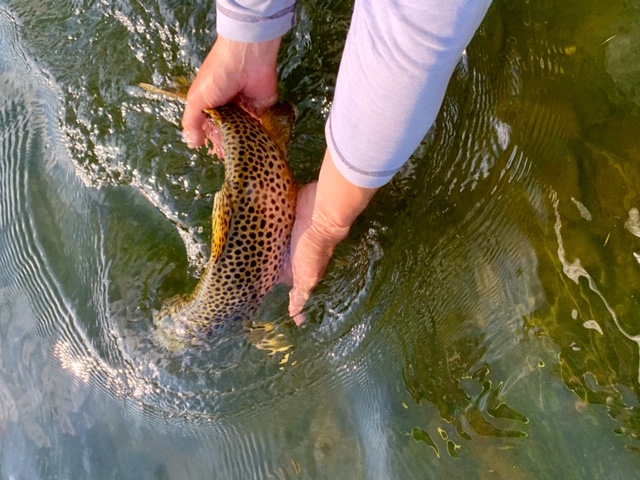 Drippy release shot of a stud brown trout