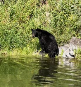black bear on the Missouri River