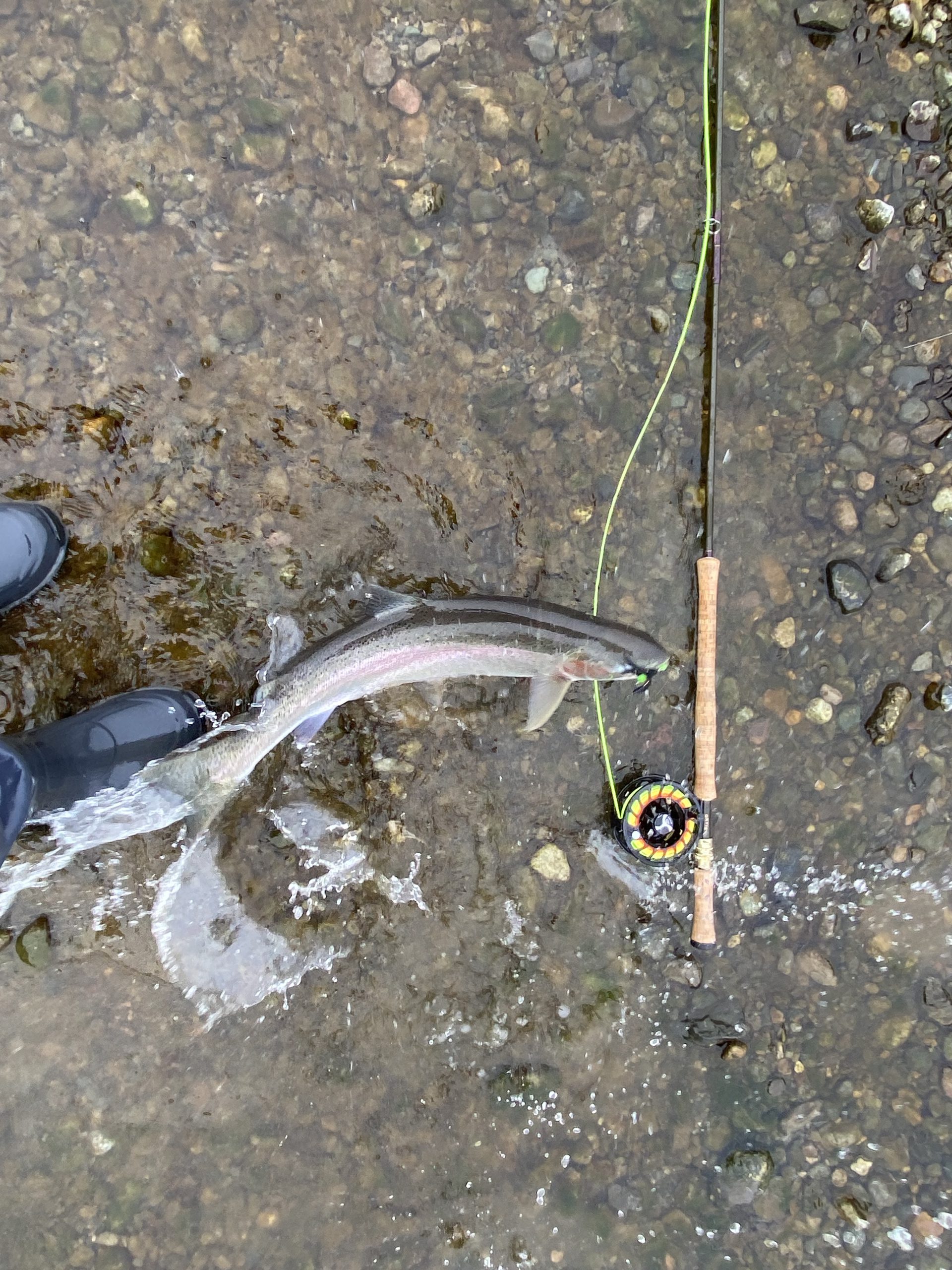 Spey Rod, Bootfoots and Fish